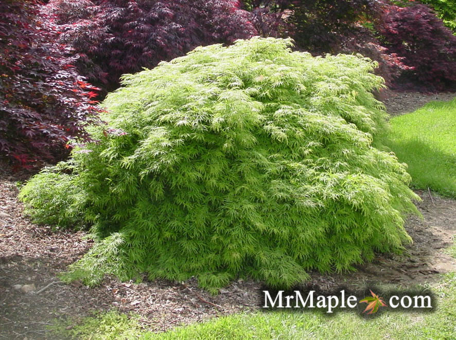 Buy Viridis Japanese Maples